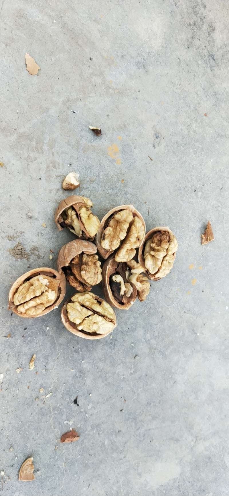2019新疆新二核桃