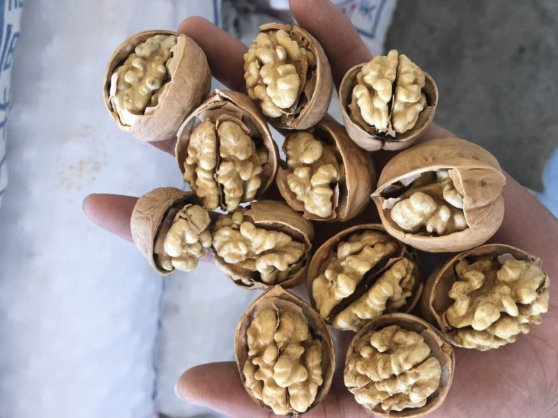 2019新疆新二核桃
