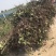 大量出售2~5公分占地葡萄树，土球裸根均可！