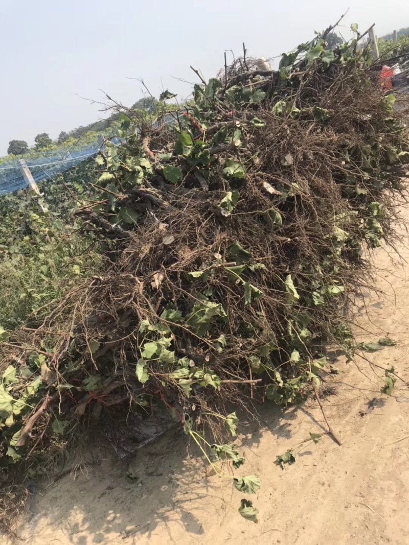 大量出售2~5公分占地葡萄树，土球裸根均可！