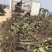 大量出售2~5公分占地葡萄树，土球裸根均可！