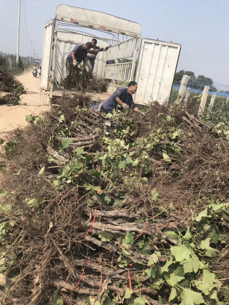 大量出售2~5公分占地葡萄树，土球裸根均可！