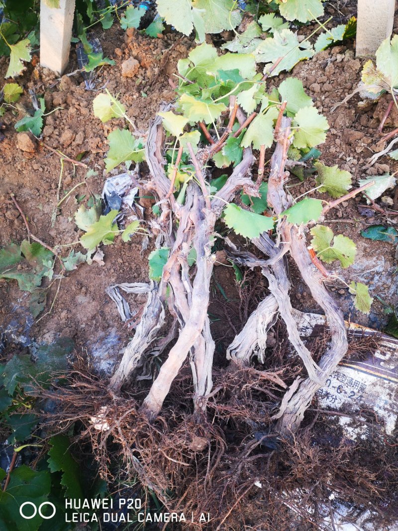 大量出售2~5公分占地葡萄树，土球裸根均可！