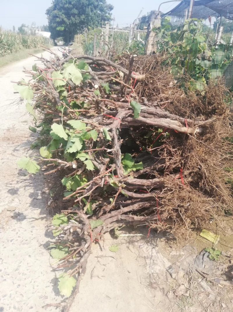 占地葡萄树，v型架，投资低回报高一手货源，常年供应