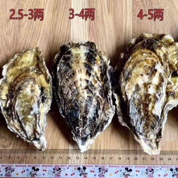 正宗威海乳山生蚝