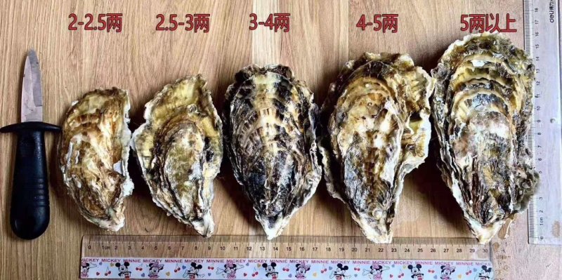 正宗威海乳山生蚝