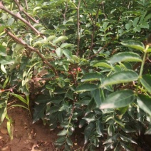 花椒苗，大红袍，狮子头，现货需要联系，货源充足