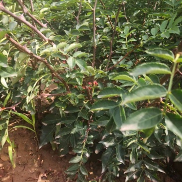 花椒苗，大红袍，狮子头，现货需要联系，货源充足