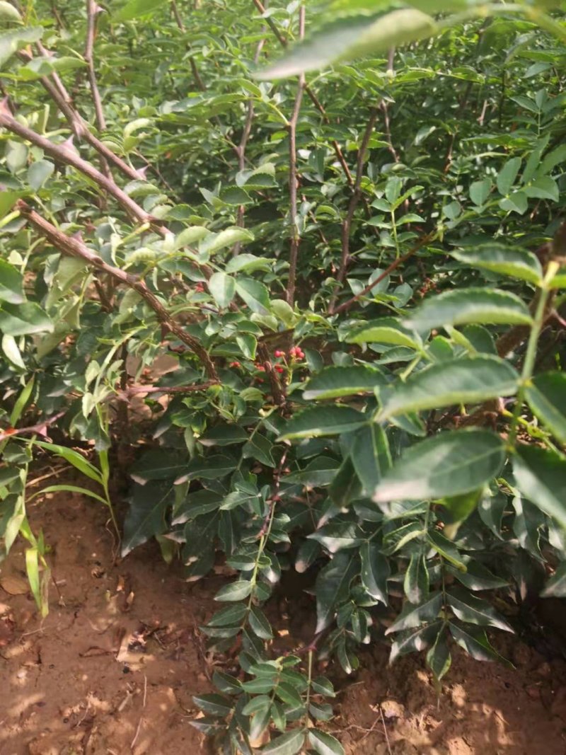 花椒苗，大红袍，狮子头，现货需要联系，货源充足