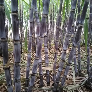 甘蔗