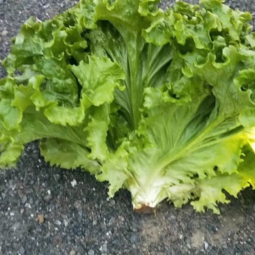 生菜继续掉价质量完美有一流的团队