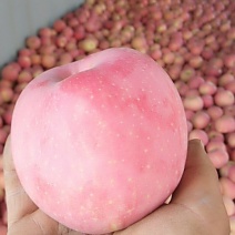 红富士大量上市陕西印台
