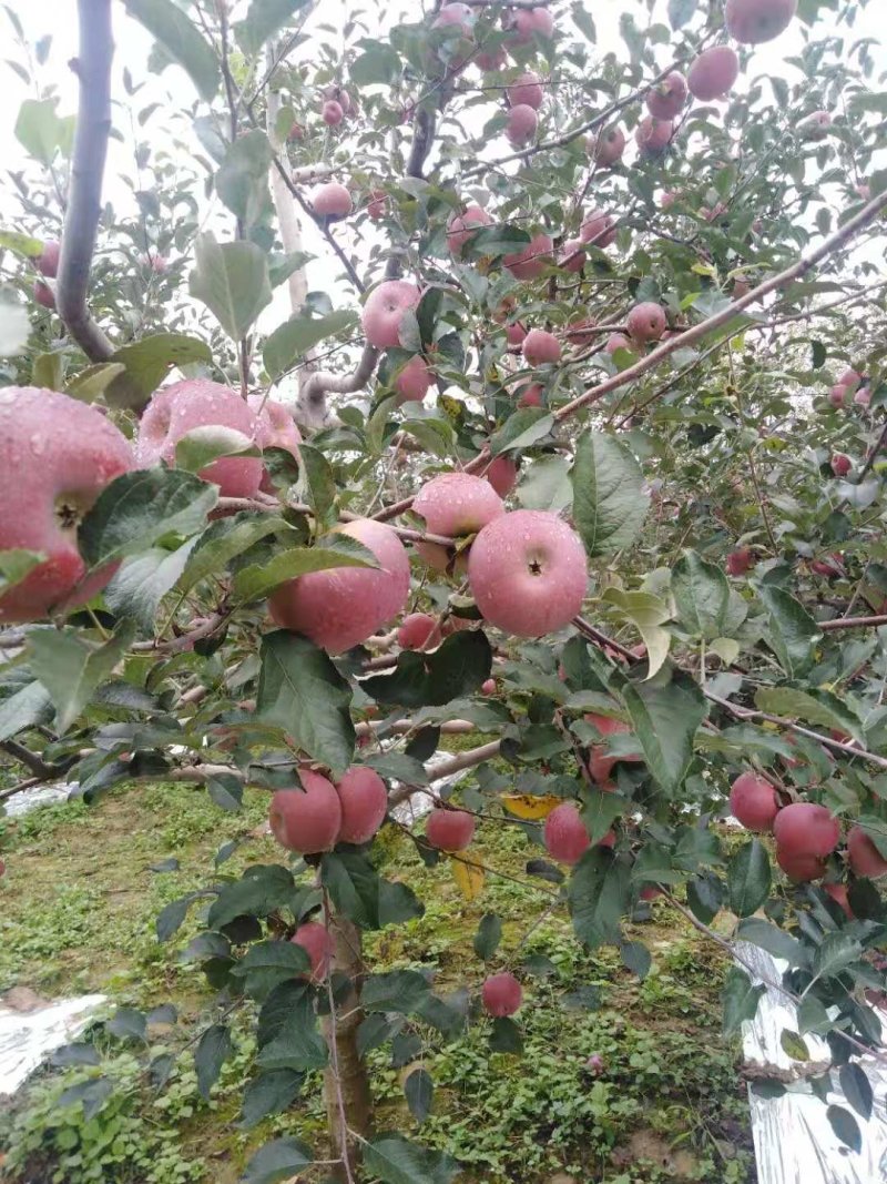 大凉山盐源糖心丑苹果