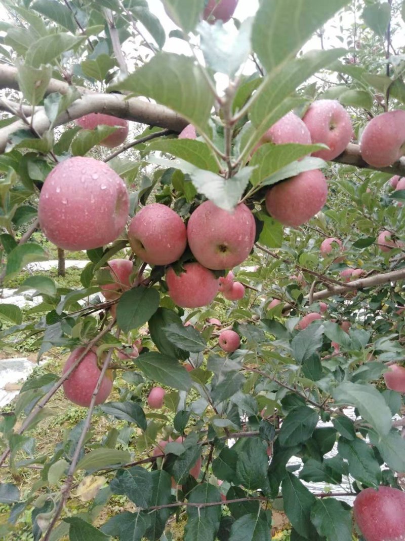 大凉山盐源糖心丑苹果