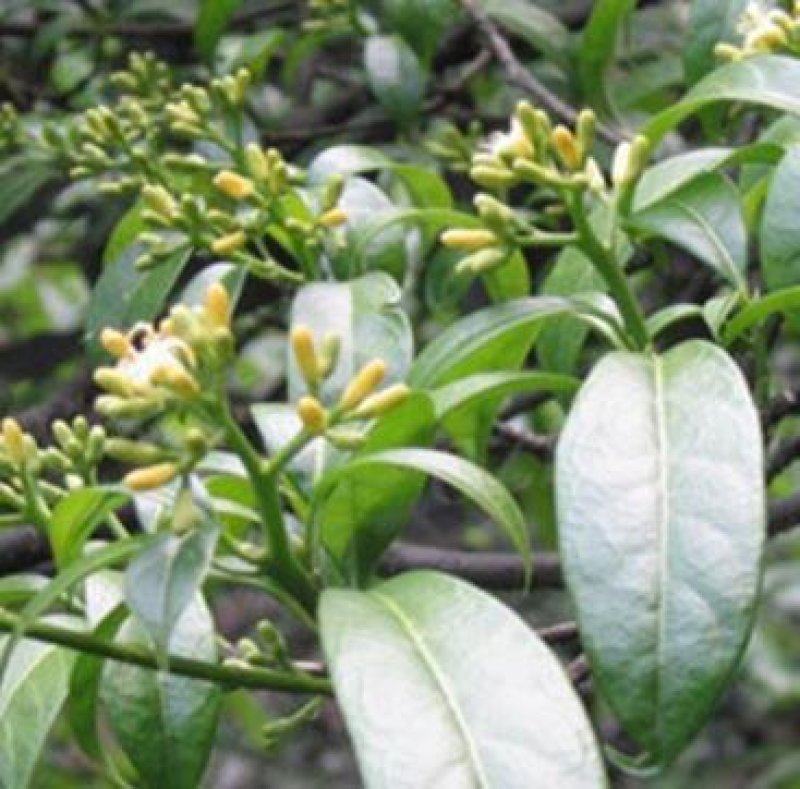野生马比木