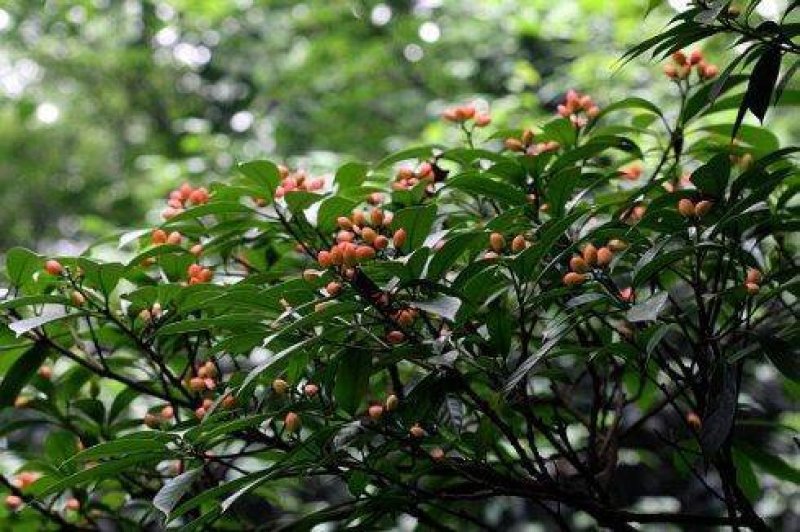 野生马比木