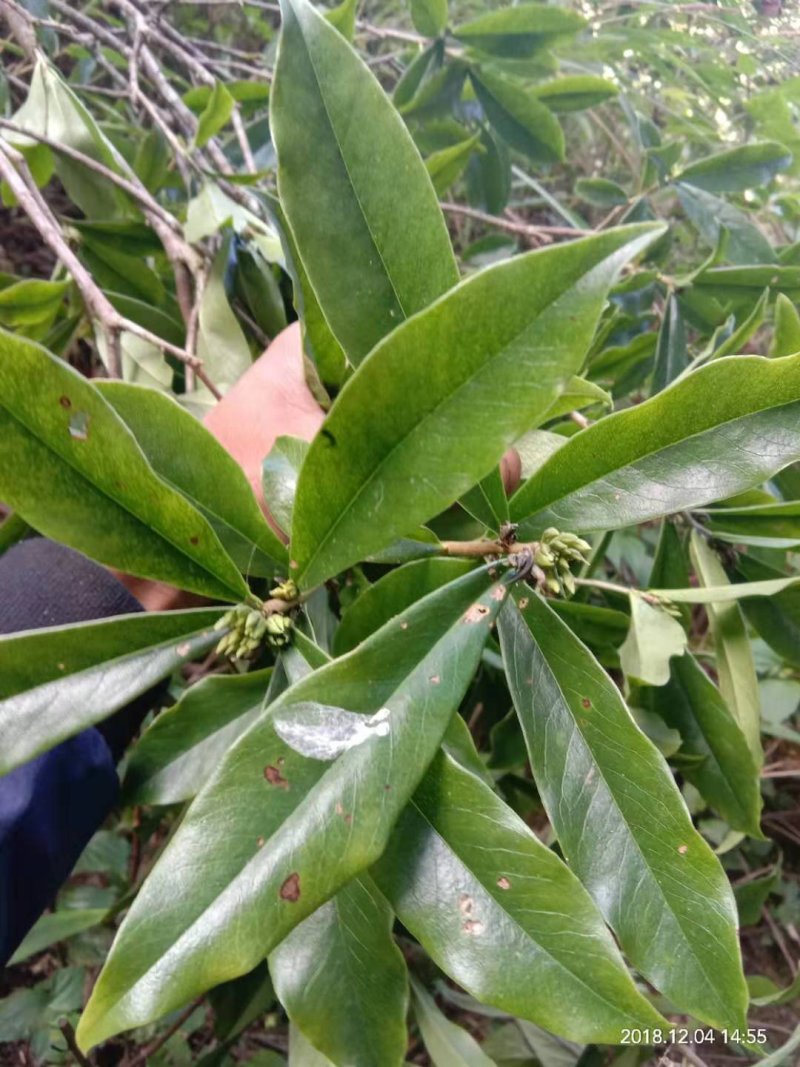 野生马比木