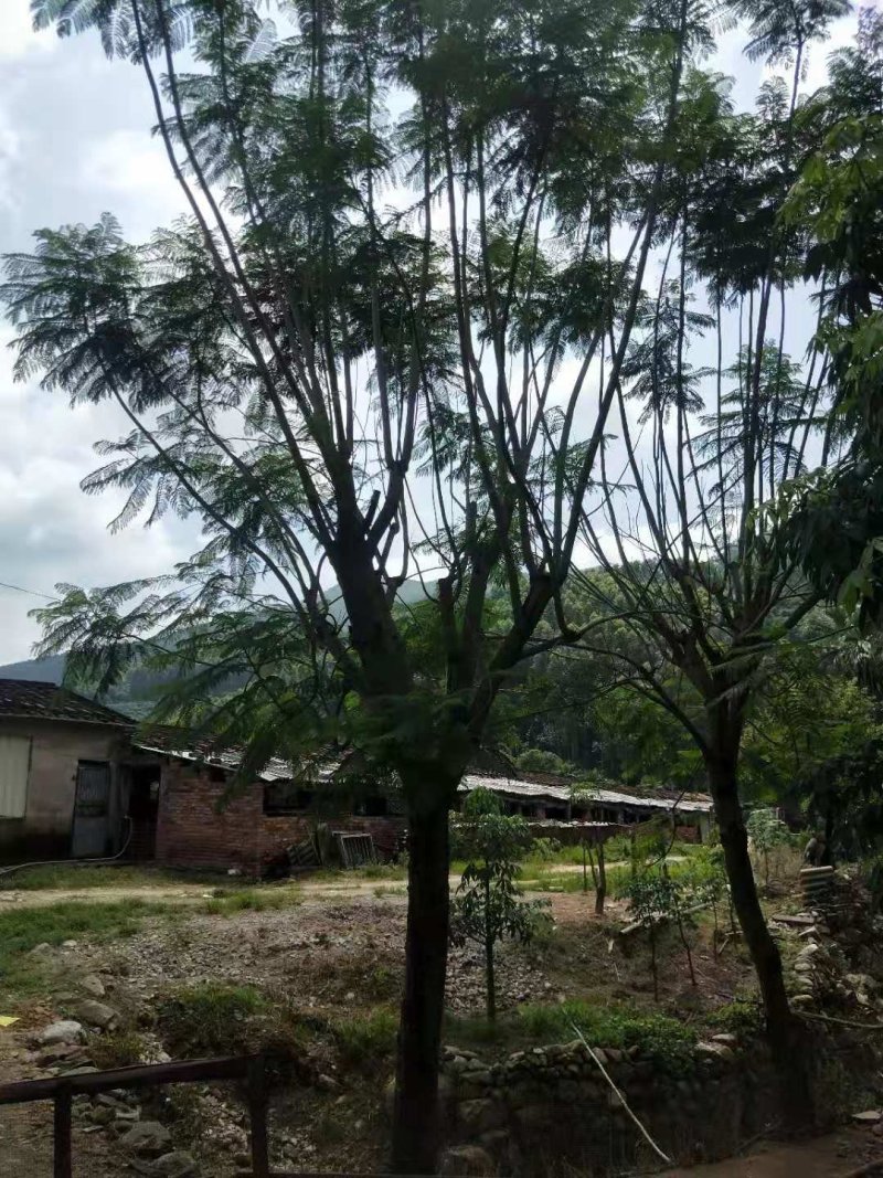 蓝花楹（地苗，移植苗），福建自家基地直销，一手货源