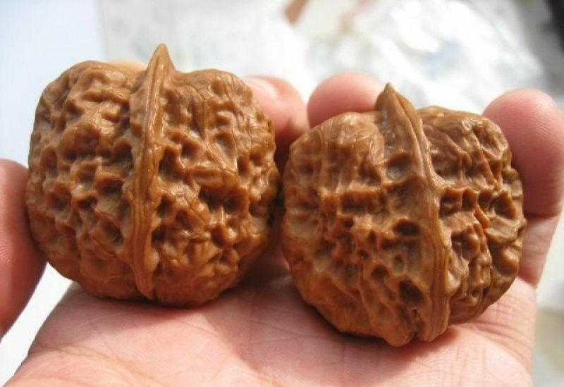可工艺用铁核桃