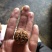 可工艺用铁核桃