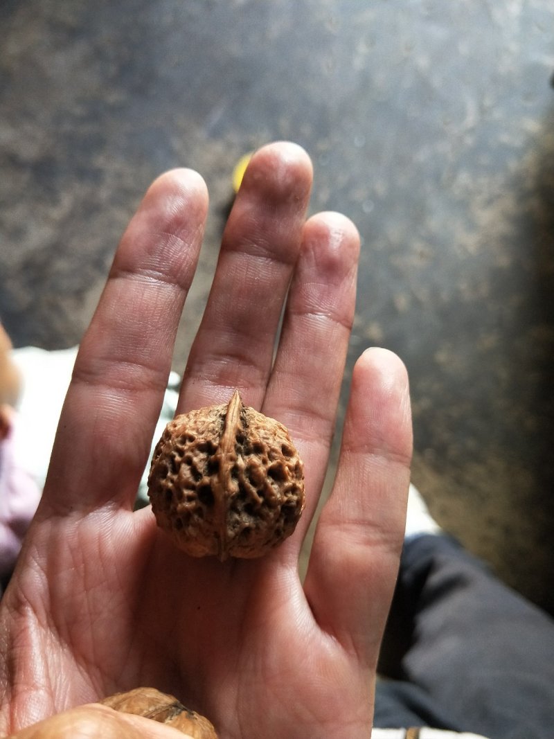 可工艺用铁核桃