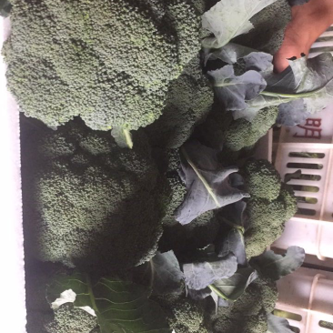 精品西兰花