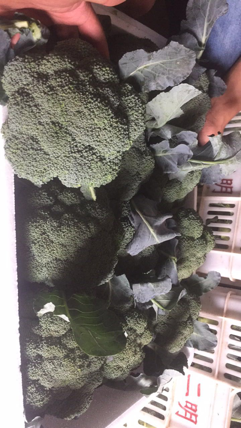 精品西兰花