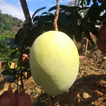 凯特芒果四川攀枝花凯特黄袋大脸芒香甜果大