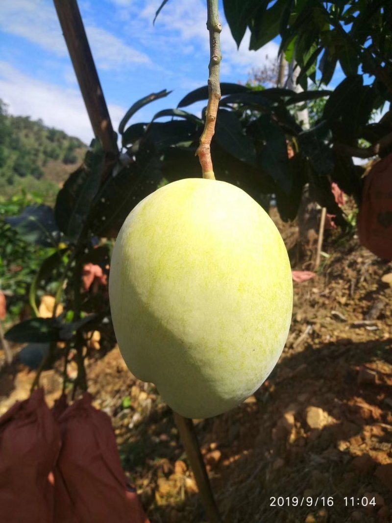 凯特芒果四川攀枝花凯特黄袋大脸芒香甜果大