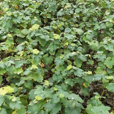 巨峰葡萄苗30~50cm1年