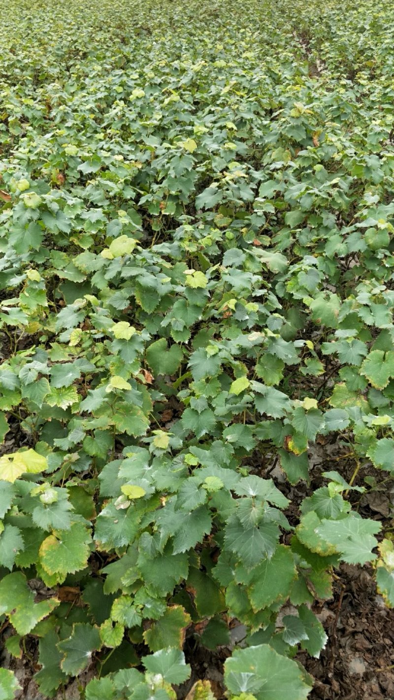 巨峰葡萄苗30~50cm1年