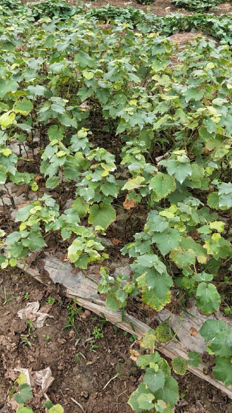 巨峰葡萄苗30~50cm1年