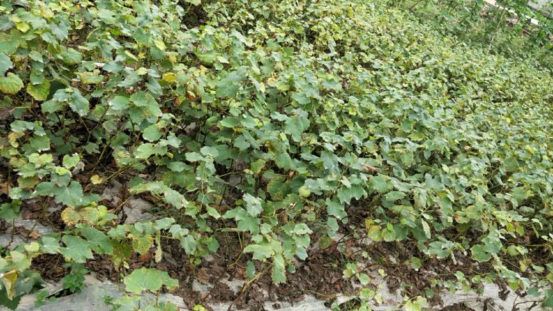 巨峰葡萄苗30~50cm1年