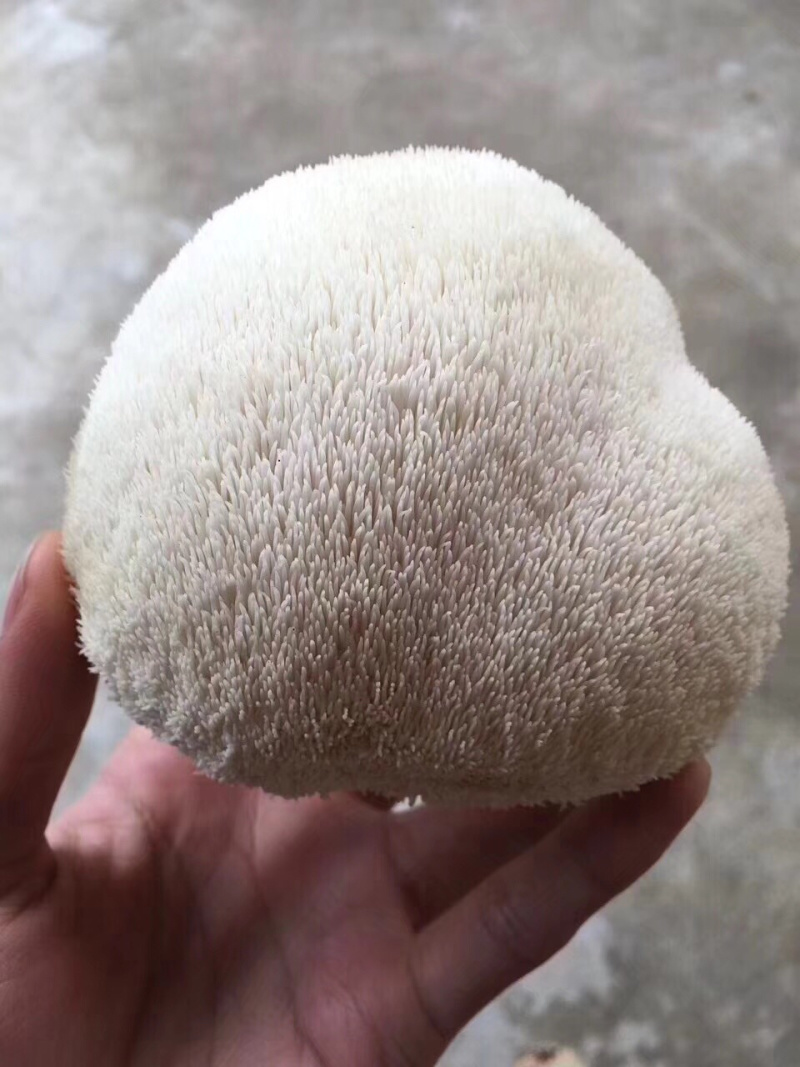 顺丰包邮【坏果包赔‼️支持一件代发】新鲜猴头菇2斤装包