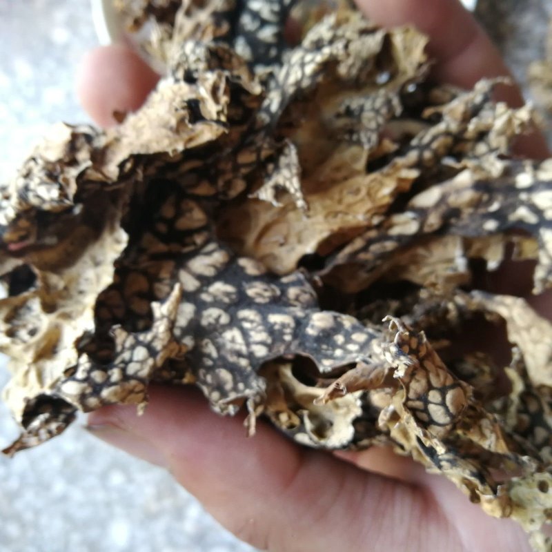 老龙皮.道地药材，质优价实，品质保证，药典标准一公斤起批