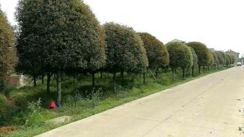 桂花树大树丹桂四季桂占地桂花盆栽庭院绿化美观观花植物