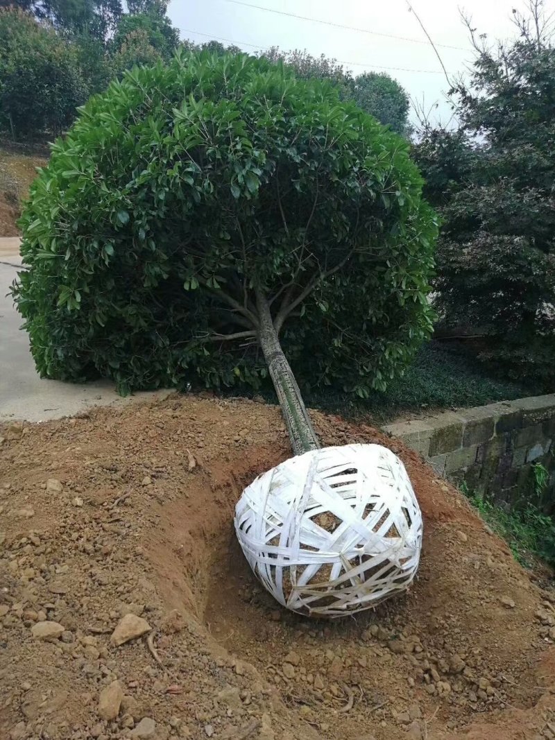 桂花树大树丹桂四季桂占地桂花盆栽庭院绿化美观观花植物