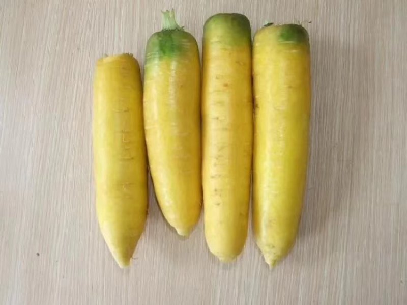 陕北定边县精品黄萝卜大量供应各大批发商，超市等