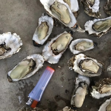 渤海湾牡蛎各种规格。