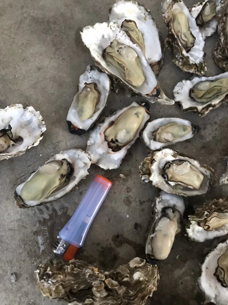 渤海湾牡蛎各种规格。