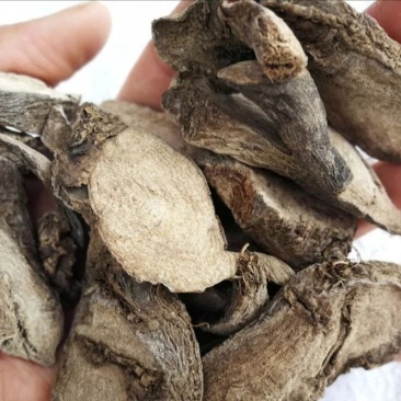 喜马拉雅紫茉莉.道地药材,质优价实,品质保证,药典标准一