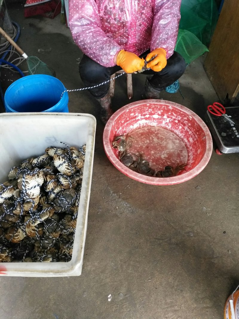 高邮湖大闸蟹批发及零售（10只礼盒装）招代理、电商平台