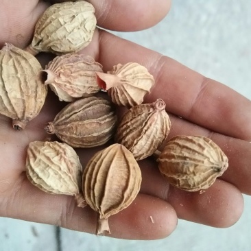 香砂，主要用作香料，宜宾特产