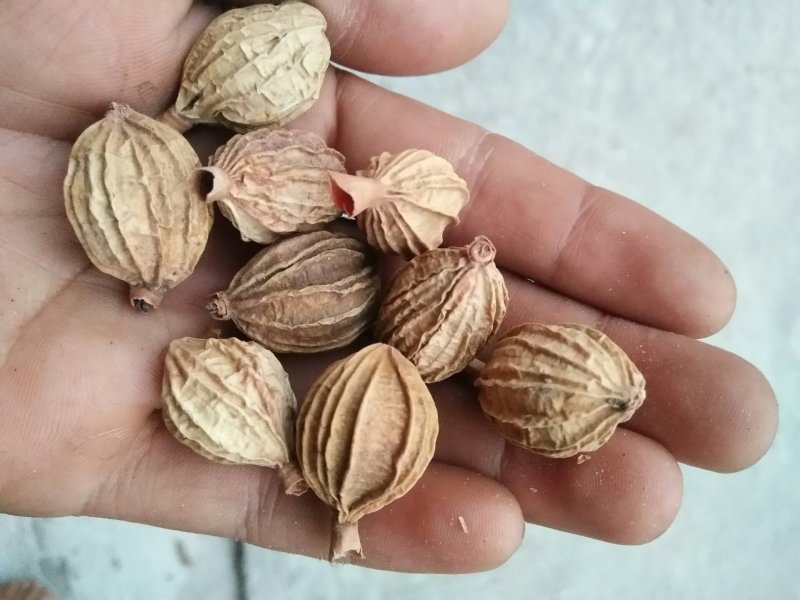 香砂，主要用作香料，宜宾特产