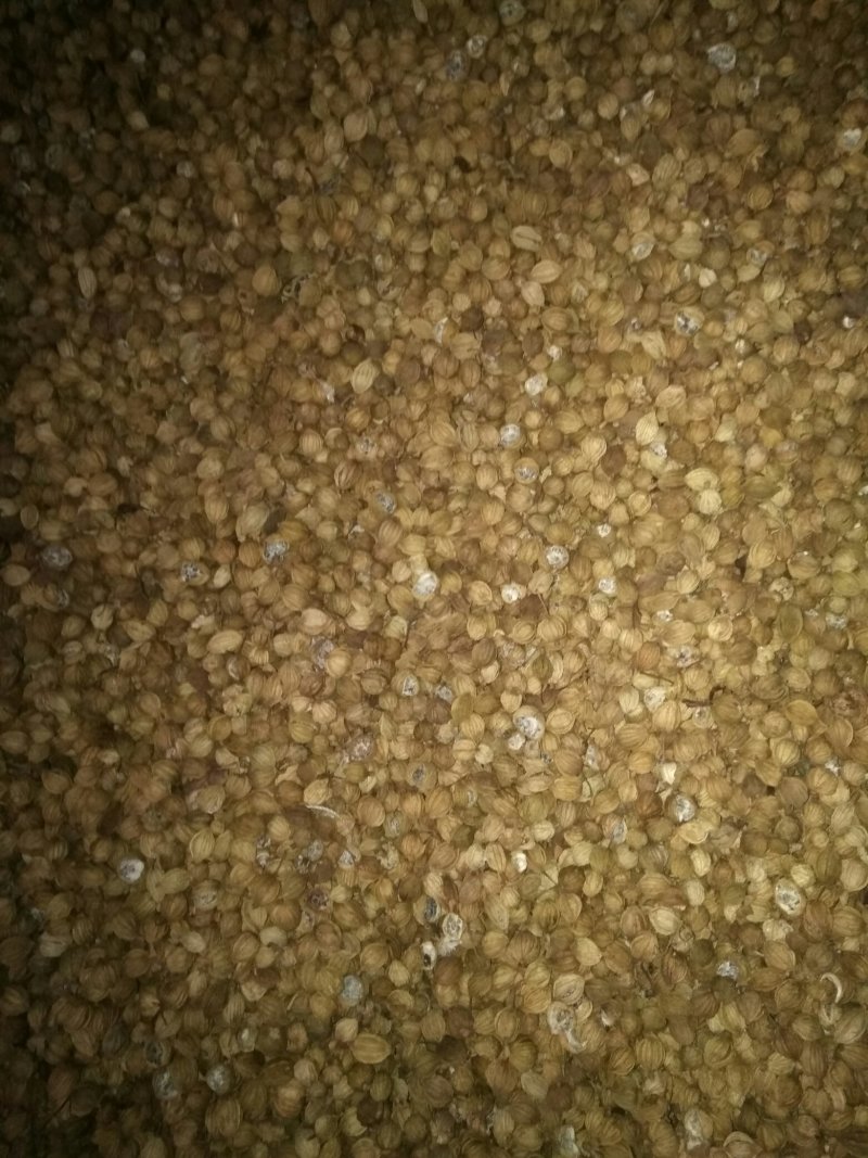香砂，主要用作香料，宜宾特产