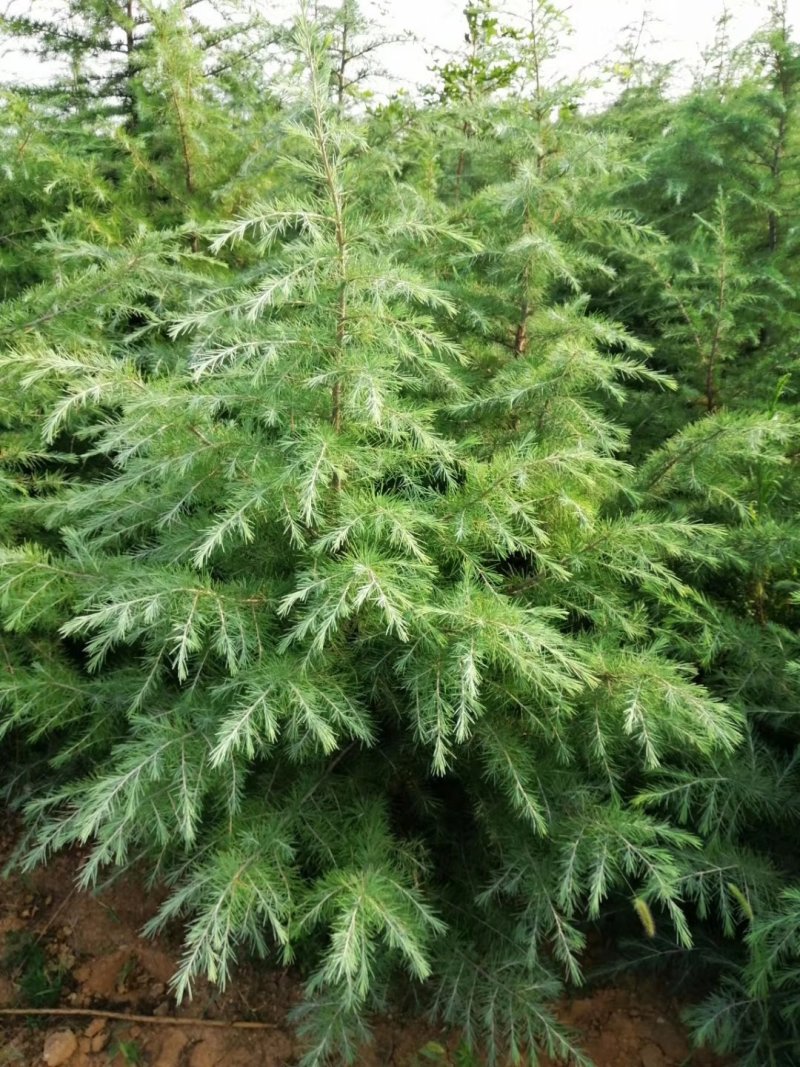山西雪松苗各种规格的雪松大田苗杯苗，成活率高