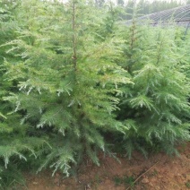 山西雪松苗各种规格的雪松大田苗杯苗，成活率高