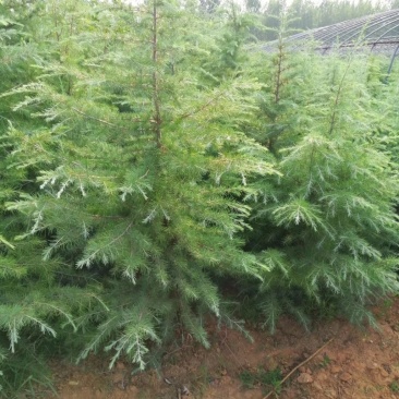 山西雪松苗各种规格的雪松大田苗杯苗，成活率高