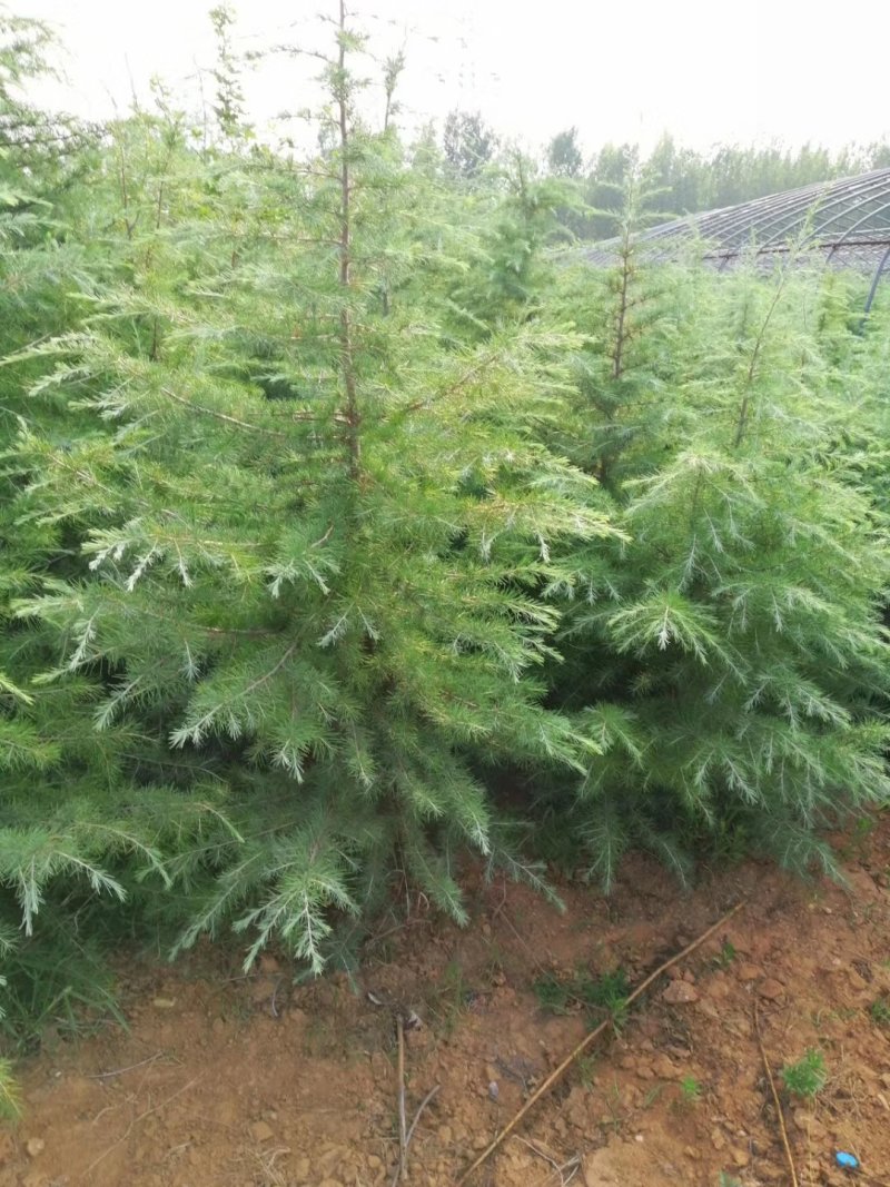 山西雪松苗各种规格的雪松大田苗杯苗，成活率高