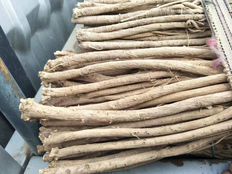 甘肃黄芪甘肃岷县黄芪甘肃北芪甘肃岷县北芪无硫黄芪